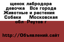 щенок лабродора девочка - Все города Животные и растения » Собаки   . Московская обл.,Реутов г.